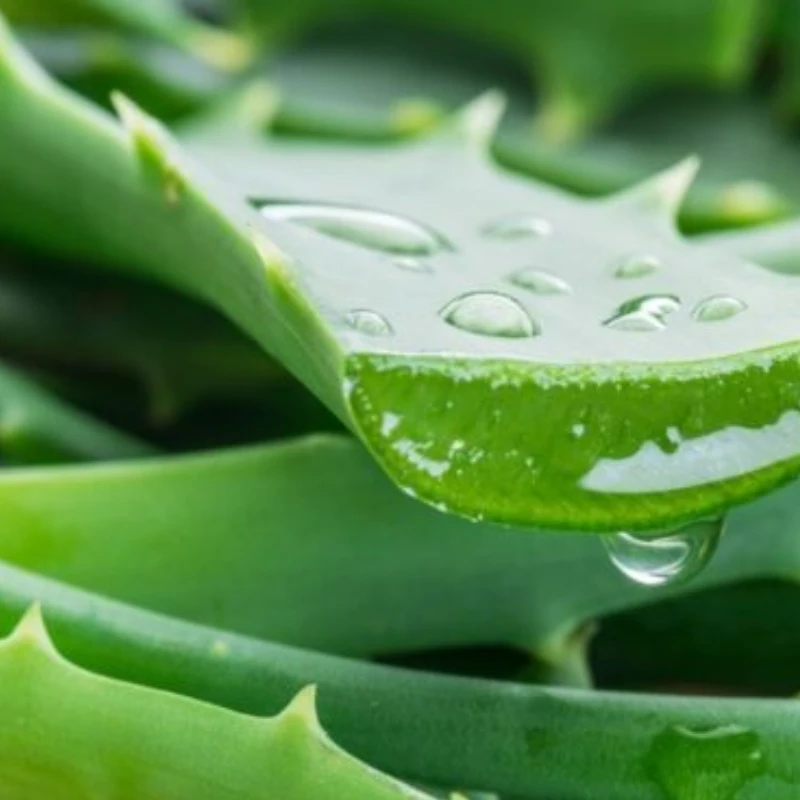 Gel de Aloe Vera natural verde Kefus. 1 litro