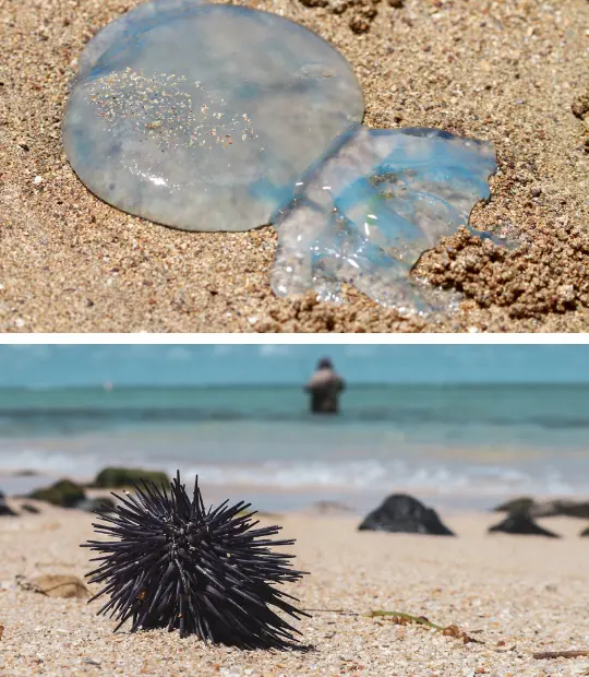 Medusas y erizos en la playa